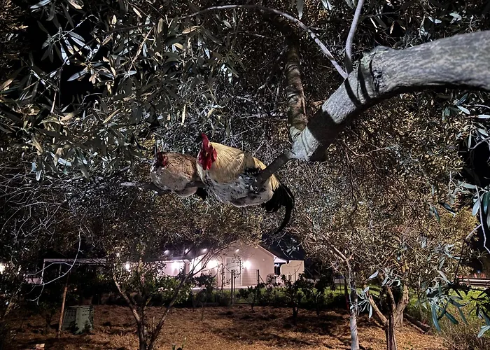 Le Potager Vendégház Quartu SantʼElena